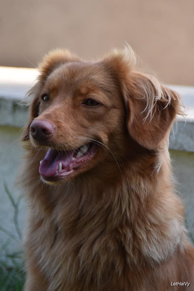 Les Retriever de la Nouvelle-Ecosse de l'affixe de L' Australia's Tribu