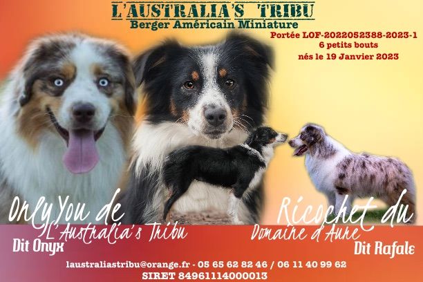 chiot Berger Américain Miniature  de L' Australia's Tribu