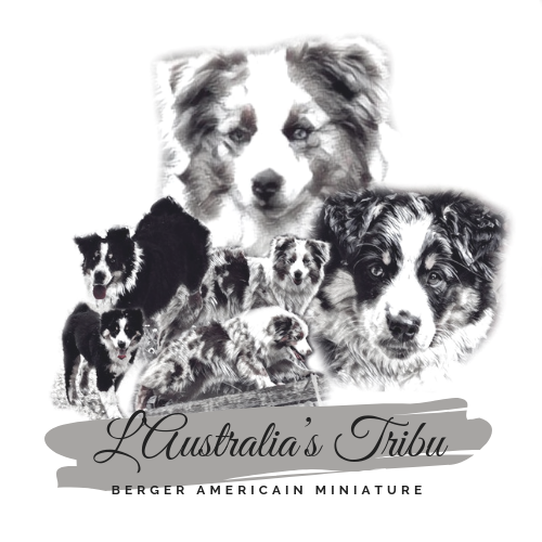 de L' Australia's Tribu