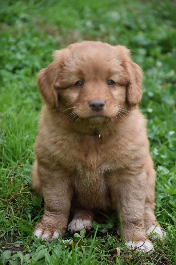 de L' Australia's Tribu - Chiots disponibles - Retriever de la Nouvelle-Ecosse