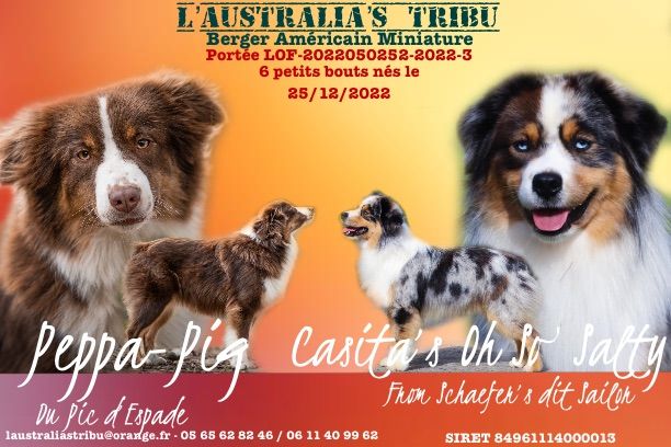 de L' Australia's Tribu - Berger Américain Miniature - Portée née le 25/12/2022