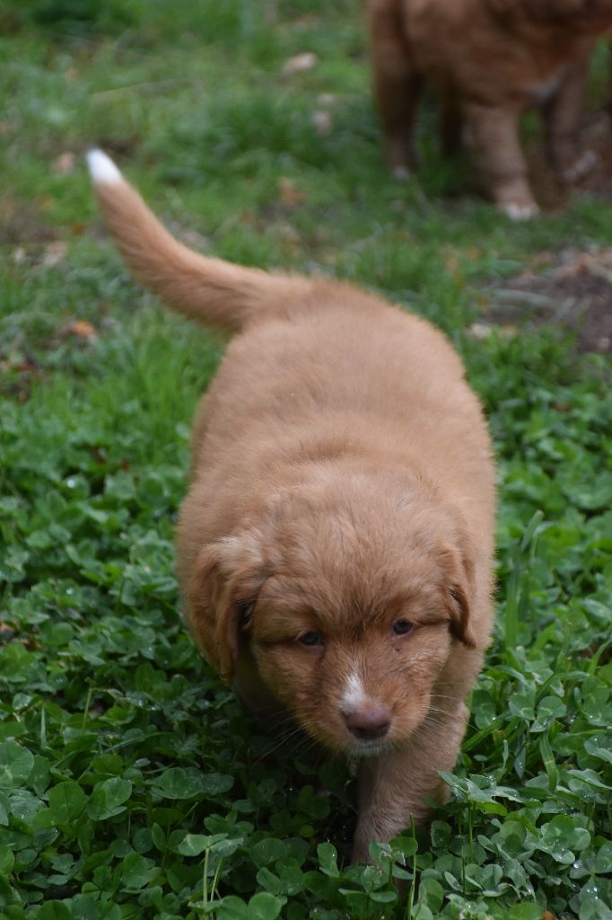 de L' Australia's Tribu - Chiots disponibles - Retriever de la Nouvelle-Ecosse