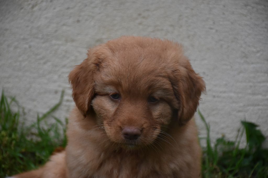 de L' Australia's Tribu - Chiots disponibles - Retriever de la Nouvelle-Ecosse