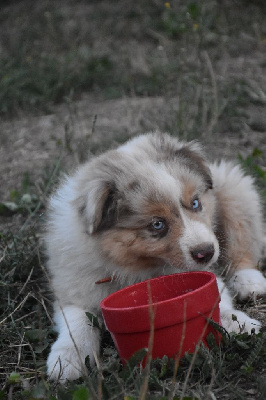 ASLAN