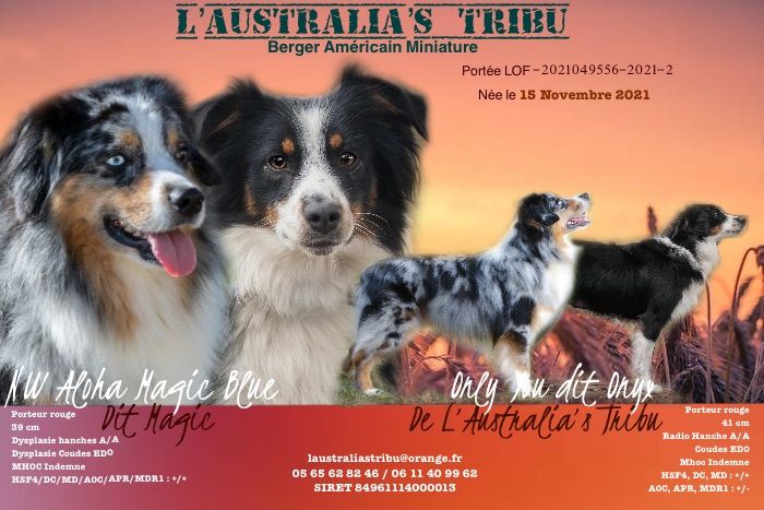 de L' Australia's Tribu - Berger Américain Miniature - Portée née le 15/11/2021