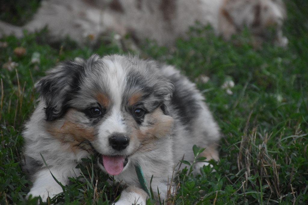 de L' Australia's Tribu - Chiots disponibles - Berger Américain Miniature 
