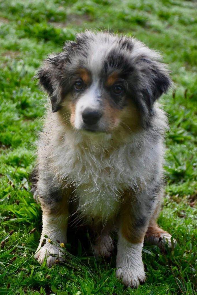 de L' Australia's Tribu - Chiots disponibles - Berger Américain Miniature 
