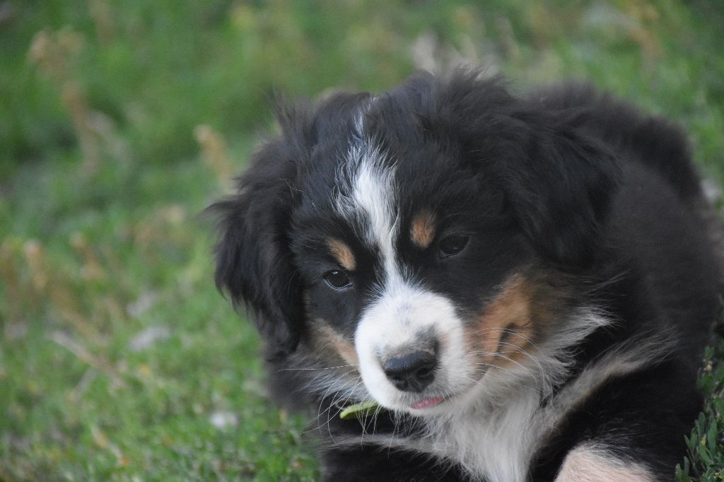 de L' Australia's Tribu - Chiots disponibles - Berger Américain Miniature 