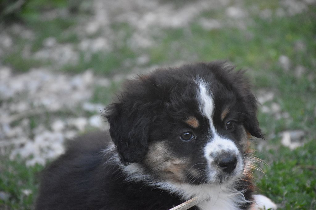de L' Australia's Tribu - Chiots disponibles - Berger Américain Miniature 